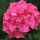 Ball-Hortensie Endless Summer® rosa im 7,5l Topf