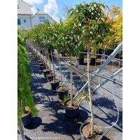 Portugiesischer Lorbeer Angustifolia Bäumchen |...