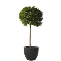 Kirschlorbeer Caucasica Fontanette® Stammhöhe...