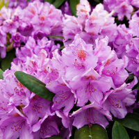 Rhododendron lila Catawbiense Grandiflorum 40-50cm
