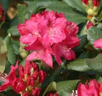 Rhododendron rubinrot Nova Zembla 40-50cm