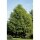 Sommer-Linde Hochstamm | 10-12cm Stammumfang im 43l Topf