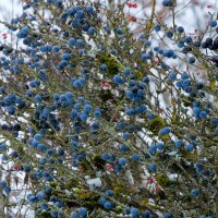 Schlehdorn 60-80cm am Ballen