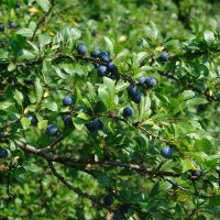 Schlehdorn 60-80cm am Ballen