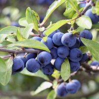 Schlehdorn 80-100cm am Ballen