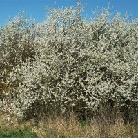 Schlehdorn 80-100cm am Ballen