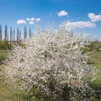 Schlehdorn 80-100cm am Ballen