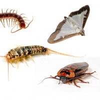 Kwizda Pestmonitor -Klebeflächen 5 Stk