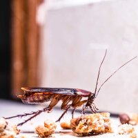 Schabenfalle 3-teilig