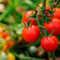 Tomatenzauber Nährsalz 1kg