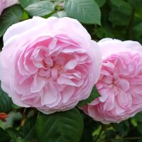Strauchrose Eden Rose C5