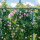 Strauchrose Eden Rose C5