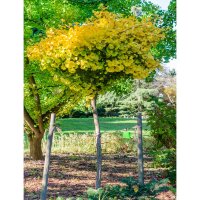 Kugel-Ginkgobaum Mariken Stammhöhe150cm im C12