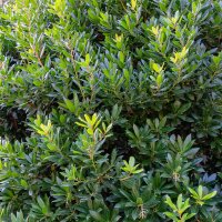 Erdbeerbaum 100-125cm