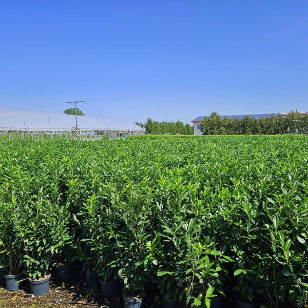 Kirschlorbeer Genolia® 80+cm im 5l Topf | B-WARE