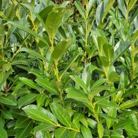 Kirschlorbeer Genolia® 80+cm im 5l Topf | B-WARE