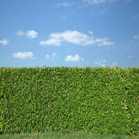 Kirschlorbeer Genolia® 125-150cm im 10l Topf | B-WARE