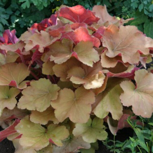 Silberglöckchen Heuchera Caramel P1