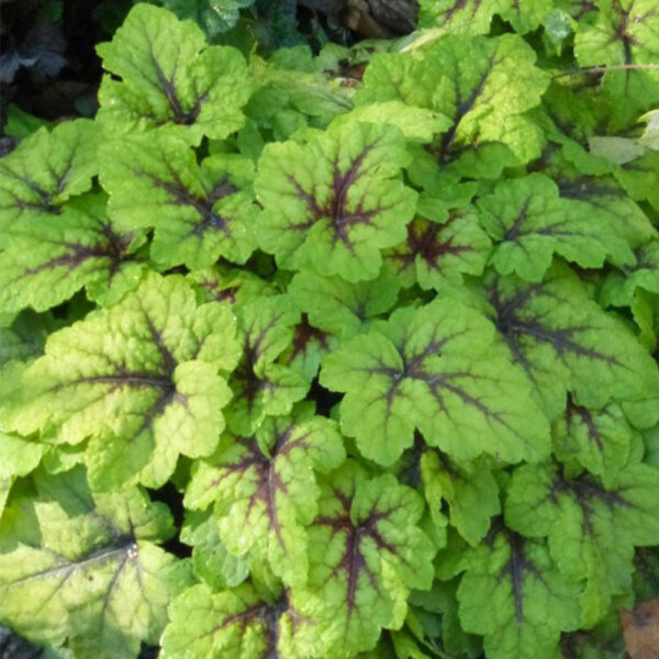 Schaumglöckchen Heucherella Stoplight P1