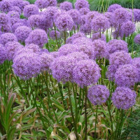 Zierlauch Globemaster