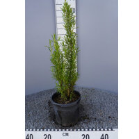 Rosmarin C3