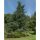 Blaue Atlaszeder Glauca 150-175cm im Co
