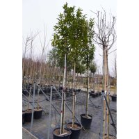 Kirschlorbeer Novita Hochstamm 10-12