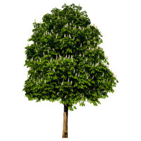 Gefülltblühende Rosskastanie Baumannii -Stammhöhe 180cm 10-12cm Stammumfang C48