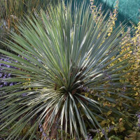 Yucca rostrata - Palmlilie C3