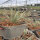 Yucca rostrata - Palmlilie C3