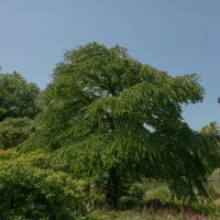 Japanischer Kuchenbaum Katsurabaum 125-150cm im Co