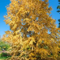 Japanischer Kuchenbaum Katsurabaum 125-150cm im Co