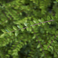 Immergrüne Heckenmyrthe Maigrün P0,5 12 Stück