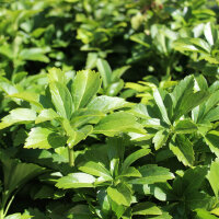 Ysander P0,5 12 Stück