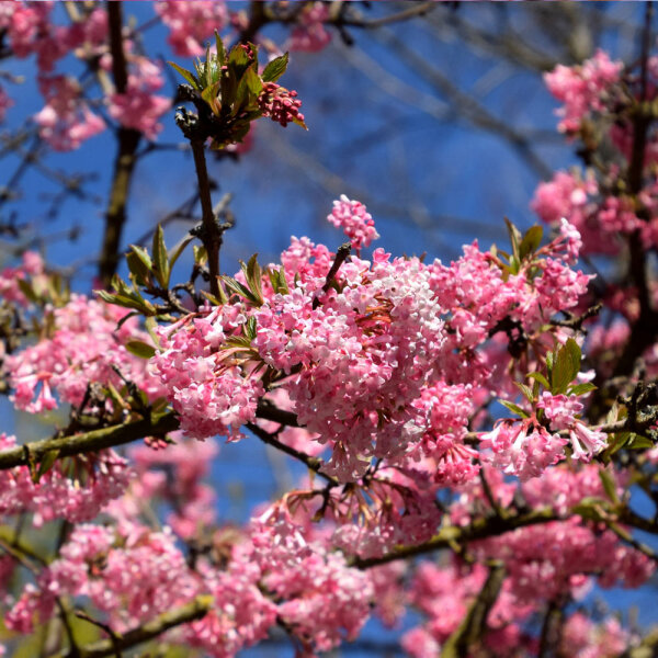 Schneeball Charles Lamont im C3