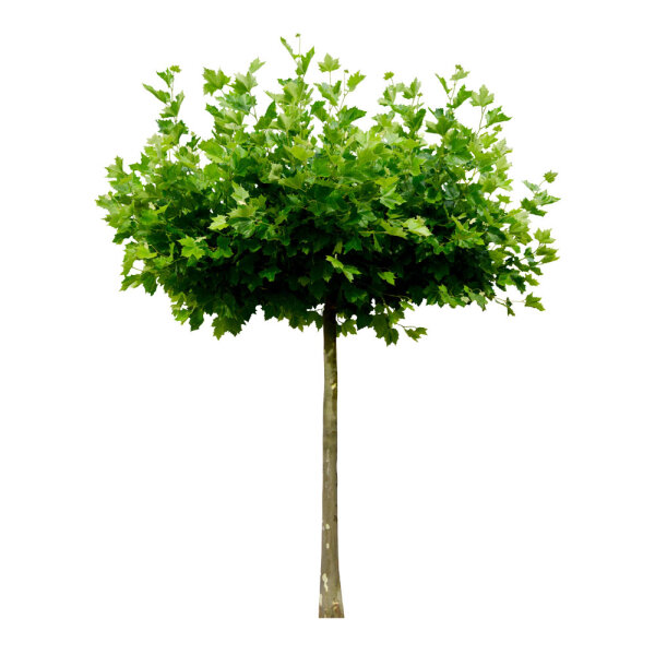 Schirm-Platane 100x100cm Stammhöhe 180-220cm | 12-14cm Stammumfang am Ballen
