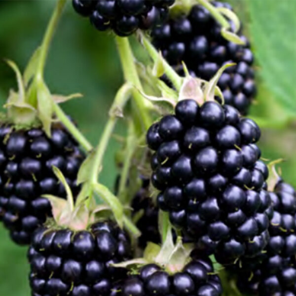 Brombeere BIO Stachellos Navaho 30-50cm