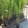 Liguster 125-150cm im C9
