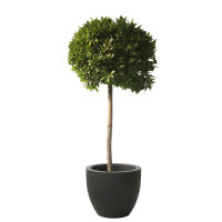 Portugiesischer Lorbeer Angustifolia Bäumchen |...