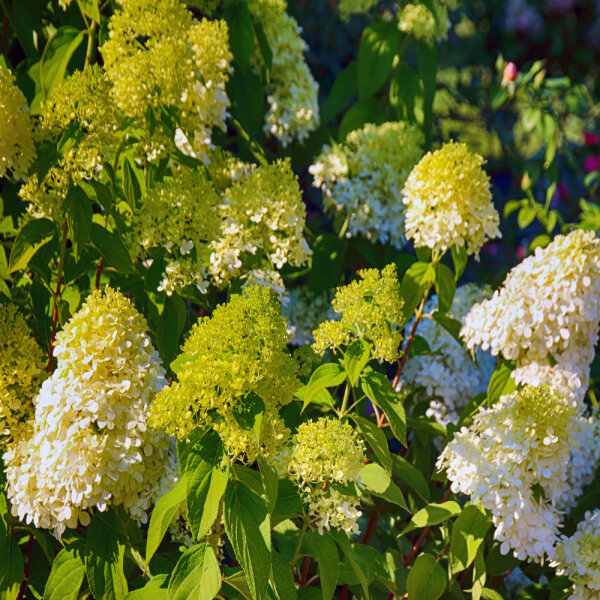 Rispen-Hortensie Vanille Fraise 50-60cm