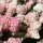 Rispen-Hortensie Vanille Fraise 50-60cm