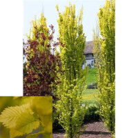 Gold-Ulme Wredei Solitär 300-350cm