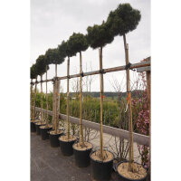 Kugel-Kiefer Mops Stammhöhe 180cm Stammumfang 12-14cm