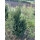Hecken-Eibe Hillii 60-70cm am Ballen