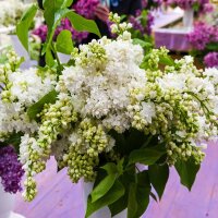 Edelflieder Mme. Casimir Perier 80-100cm