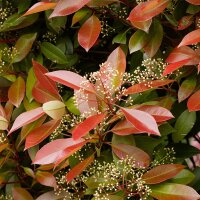 Glanzmispel Red Robin 170-180cm im 20l Topf