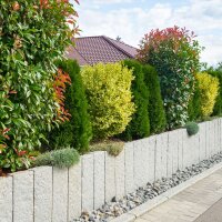 Glanzmispel Red Robin 170-180cm im 20l Topf