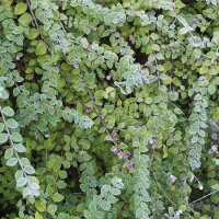 Niedrige Purpurbeere | Schneebeere Hancock