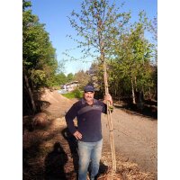 Hainbuche Solitär Hochstamm | 16-18cm Stammumfang am...