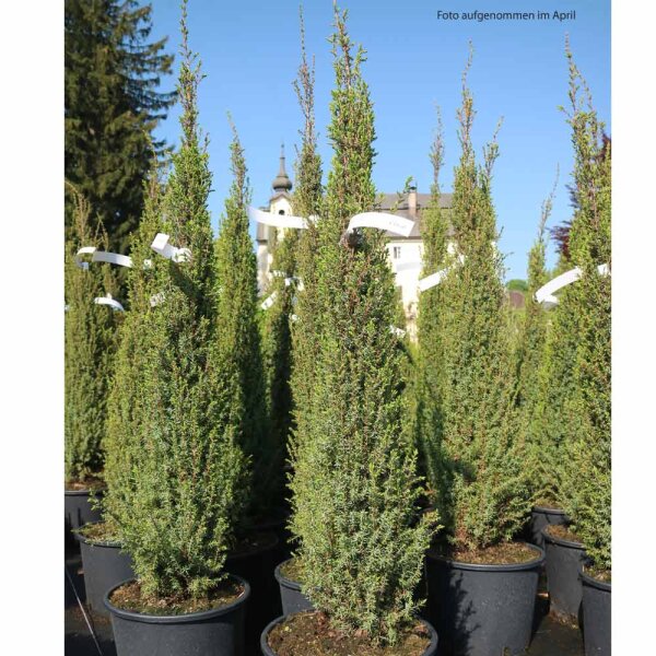 Juniperus Arnold  Sulenwacholder - GartenGarten Pflanzenversand, 79,50